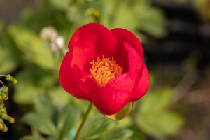 Paeonia lactiflora Flame