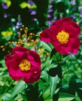 Paeonia lactiflora Flame Blüte