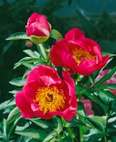 Nahaufnahme Paeonia lactiflora Flame