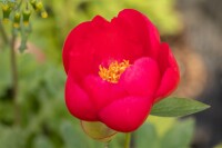 Paeonia lactiflora Flame