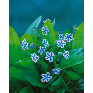 Omphalodes cappadocica Starry Eyes