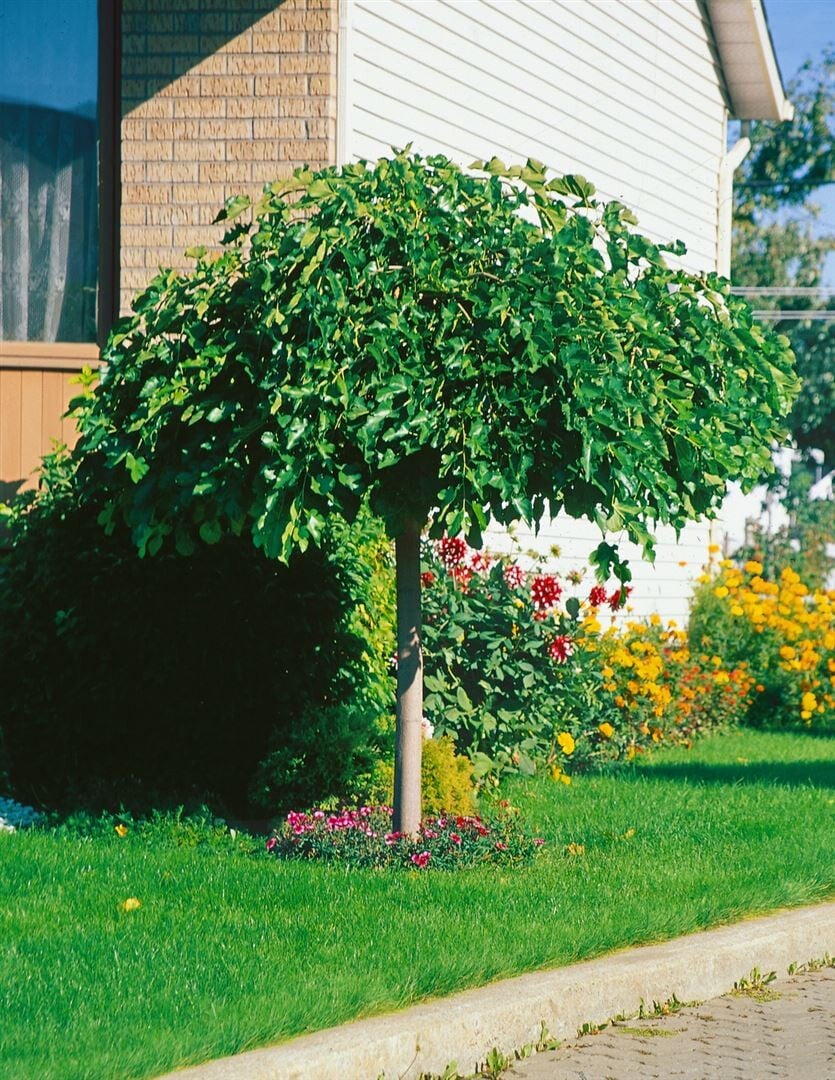 Black Mulberry Weeping Tree