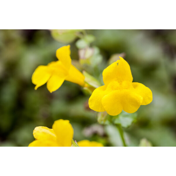 Gelbe Gauklerblume Mimulus luteus Teichpflanzen Teichpflanze Sumpfpflanze 