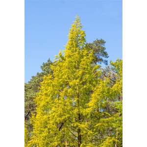 Metasequoia glyptostroboides Gold Rush