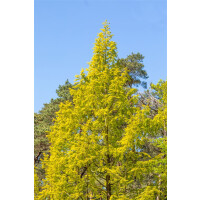 Metasequoia glyptostroboides Gold Rush