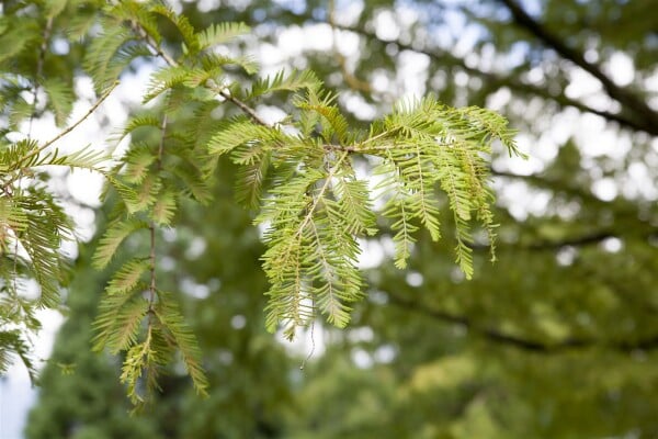 Metasequoia glyptostroboides Baum im Herbst mit orangefarbenen Blättern