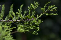 Metasequoia glyptostroboides in einem botanischen Garten im Frühling