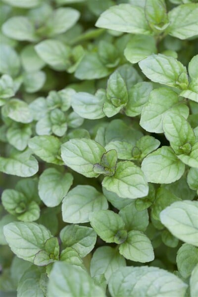 Mentha x piperita var.citrata