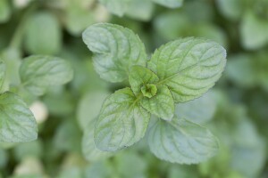 Mentha x piperita var.citrata