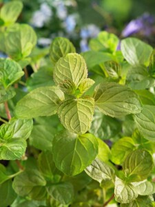 Mentha x piperita var.citrata