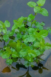 Mentha x piperita var.citrata