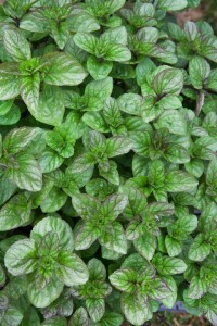 Mentha x piperita var.citrata