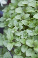 Mentha x piperita var.citrata