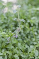 Nahaufnahme von Mentha pulegium Blättern