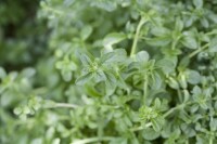 Blühende Mentha pulegium Pflanze im Garten