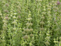 Frische Mentha pulegium Blätter für Kräutertees