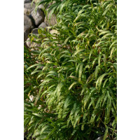 Melica altissima Atropurpurea