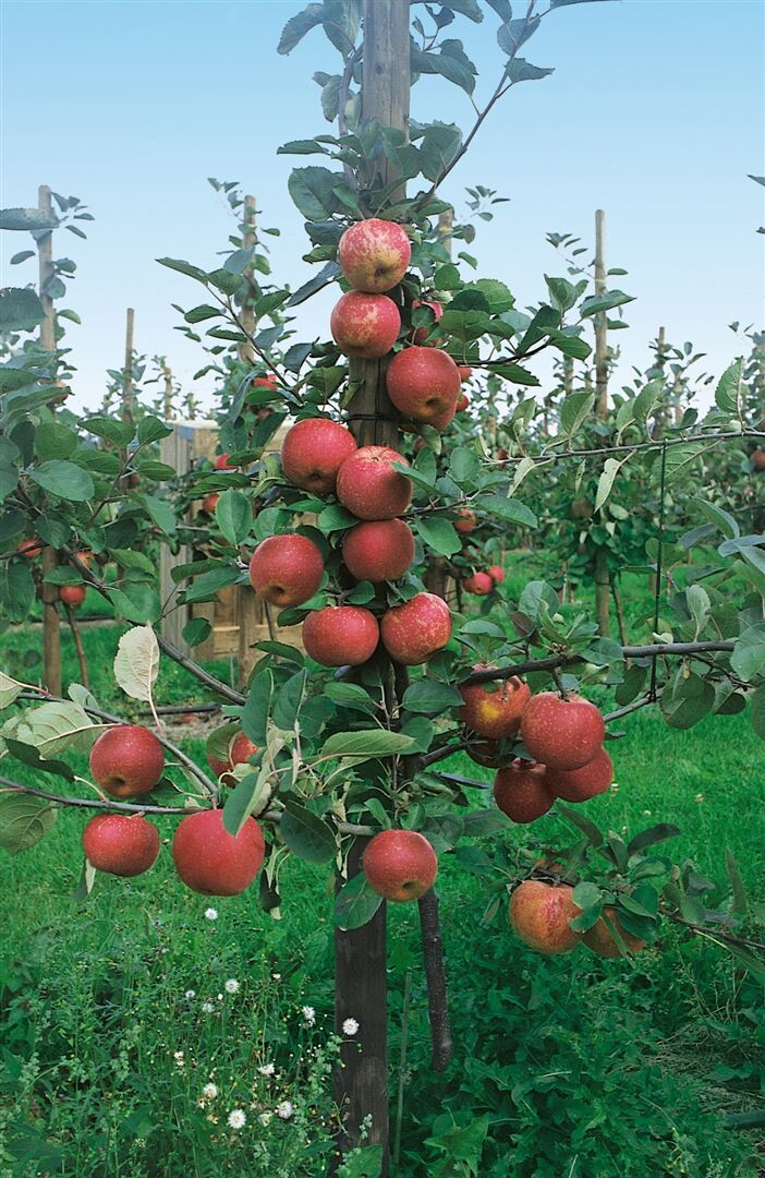 Malus 'Roter Boskoop' CAC - Apfelbaum