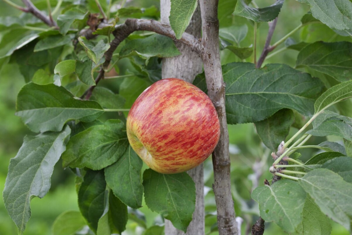 Malus 'Gravensteiner' - Gravensteiner Apfel
