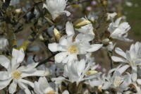 Magnolia stellata Waterlily