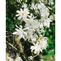 Magnolia stellata Royal Star