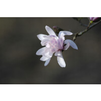 Magnolia stellata Rosea