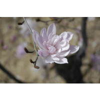 Magnolia stellata Rosea