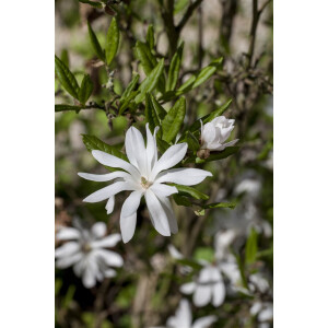 Magnolia stellata