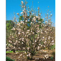 Magnolia soulangiana alba Superba