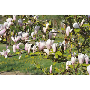 Magnolia soulangiana Heaven Scent