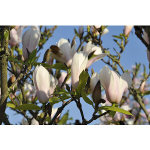 Magnolia soulangiana Heaven Scent