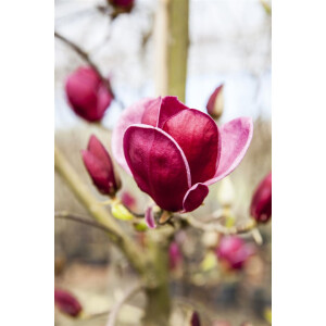 Magnolia soulangiana Genie  -R-