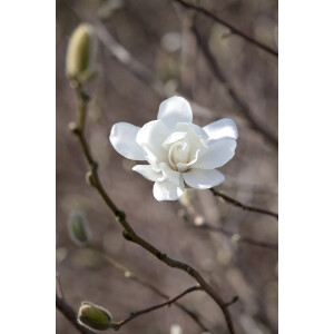 Magnolia loebneri Merrill