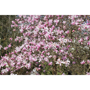 Magnolia loebneri Leonard Messel