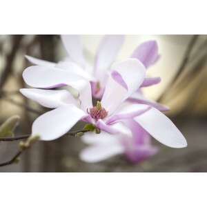 Magnolia liliiflora Susan