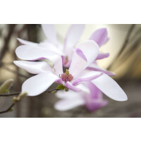 Magnolia liliiflora Susan