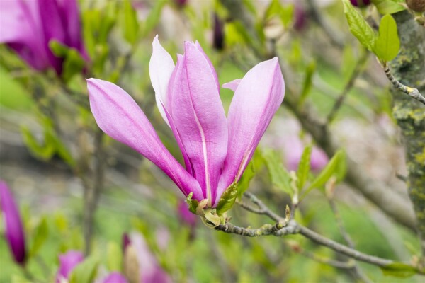 Magnolia liliiflora Ricki