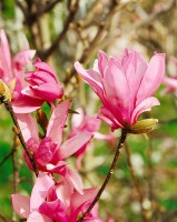 Magnolia liliiflora Ricki