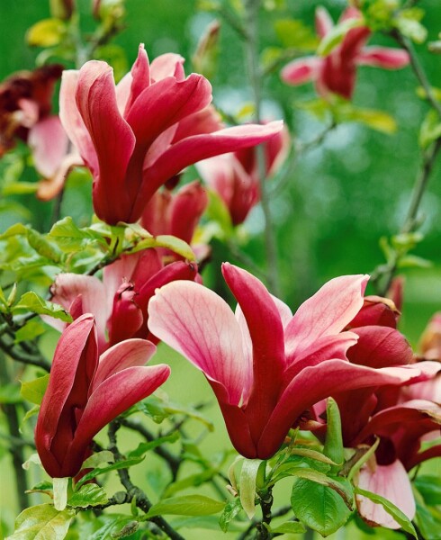 Purpurmagnolie 'Nigra' Magnolia liliiflora 'Nigra' | Pflanzen für dic