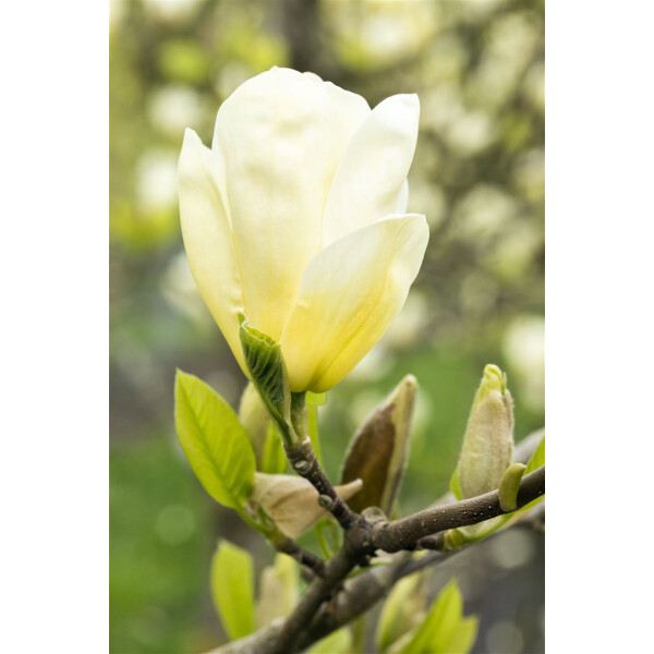 Magnolia Yellow Joy