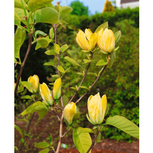 Magnolia Yellow Joy