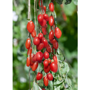 Lycium barbarum Sweet Lifeberry  -R-