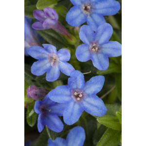 Lithodora diffusa Heavenly Blue
