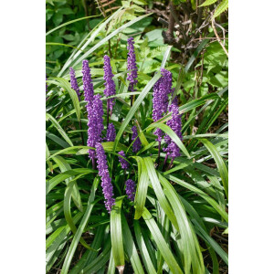 Liriope muscari Royal Purple