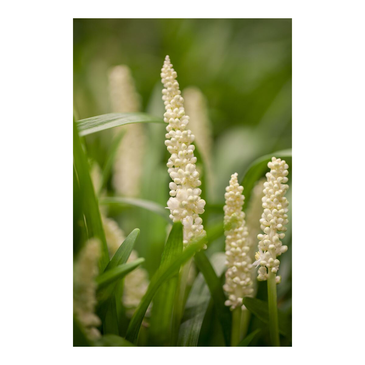 Ziergras/Gräser/Stauden 1 x Liriope muscari ‚Monrose White' Lilientraube 