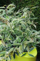 Leucothoe fontanesiana Whitewater