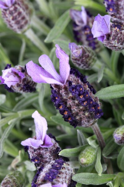 Lavandula st. Little Bee Purple