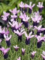 Lavandula st. Little Bee Purple