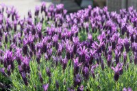 Lavandula st. Castilliano Violet