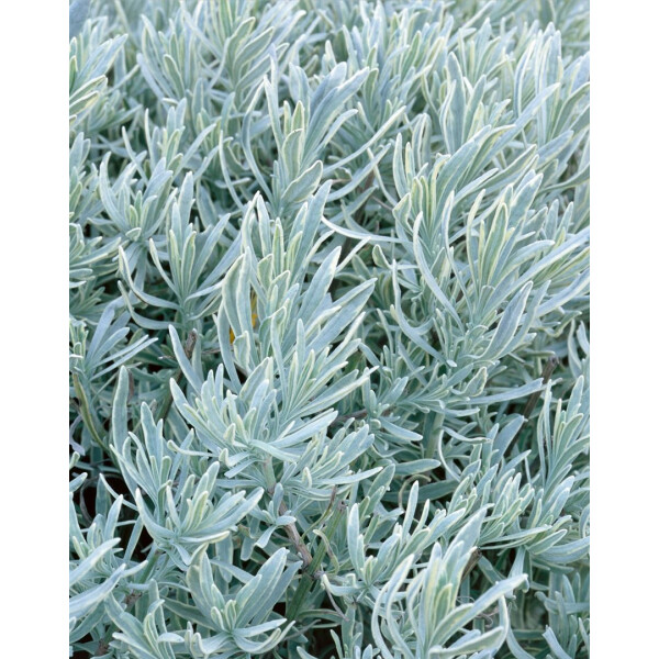 Lavandula angustifolia Silver Mist